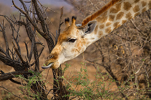 安哥拉,长颈鹿,进食,刺槐,动物,禁猎区,纳米比亚,非洲
