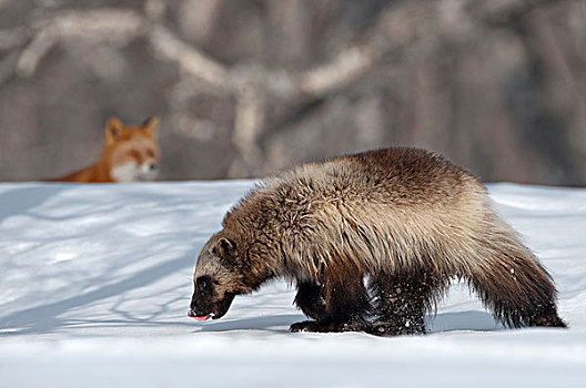 狼獾,走,红狐,狐属,背景,堪察加半岛,俄罗斯