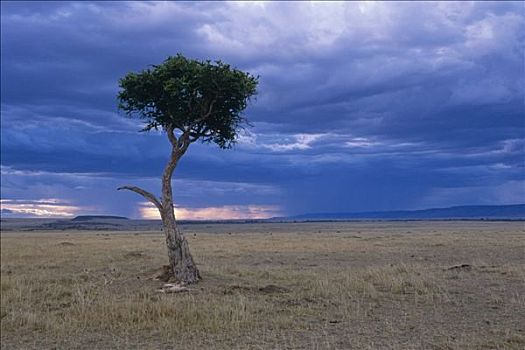 孤木,宽阔,非洲