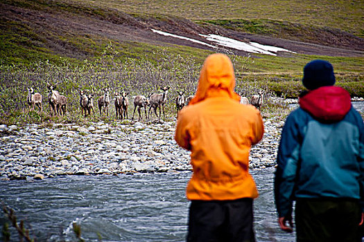 远足者,看,北美驯鹿,河,北极国家野生动物保护区,布鲁克斯山,夏天,北极,阿拉斯加