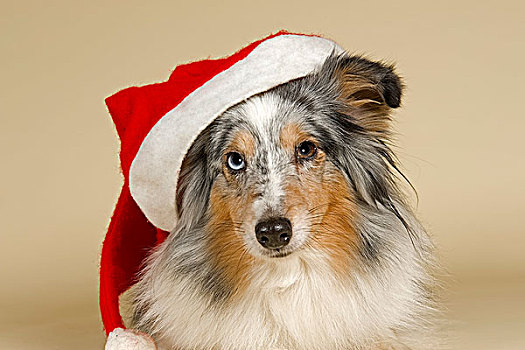 喜乐蒂犬,穿,圣诞帽