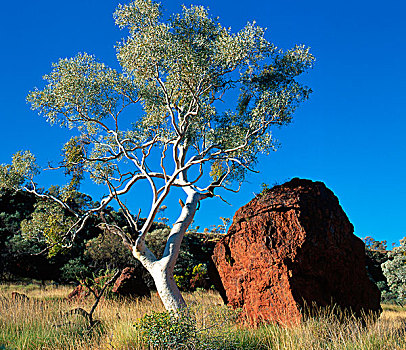 红色,漂石,石头,桉树,树,西北地区,澳大利亚