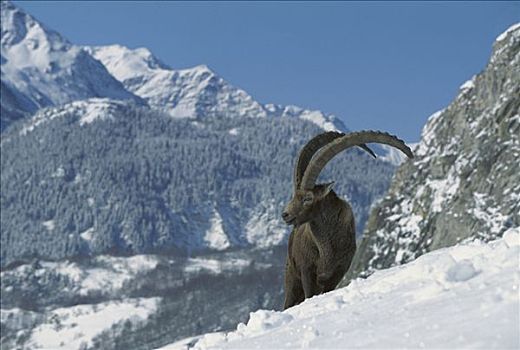 阿尔卑斯野山羊,羱羊,成年,雄性,站立,雪山,阿尔卑斯山,法国