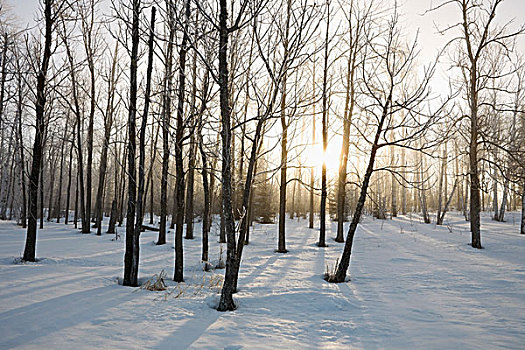 安大略省,加拿大,阳光,树,树林,冬天