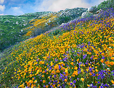 花菱草,花,峡谷,山,加利福尼亚