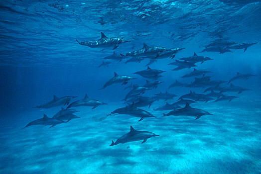 海豚,长吻原海豚,鱼群,小笠原群岛,日本,亚洲
