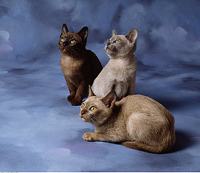 三个,缅甸,小猫