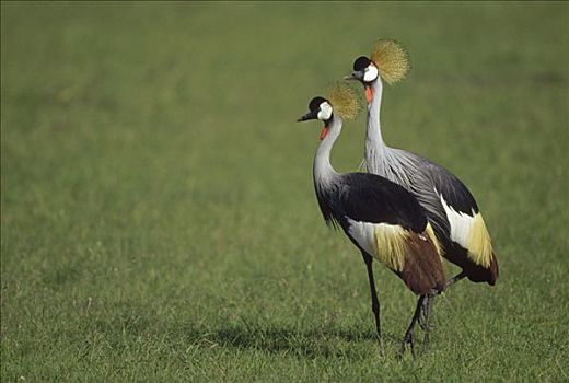 灰色,冠鹤,灰冠鹤,一对,马赛马拉国家保护区,肯尼亚