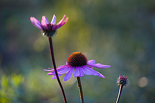 紫色金花菊,特写