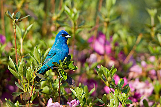 靛蓝,颊白鸟,雄性,杜鹃花,伊利诺斯,美国