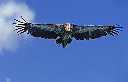 秃鹰,成年,飞行,马赛马拉,公园,肯尼亚