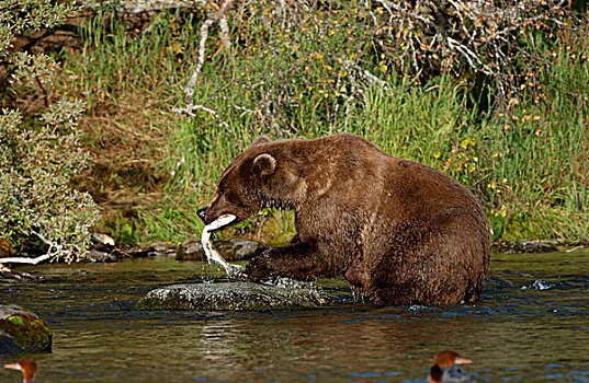 褐色,熊,在河,捉鱼,阿拉斯加,美国