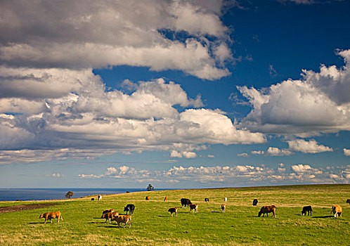 牛,放牧,土地,约克郡,英格兰
