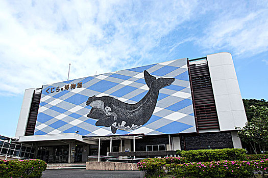 鲸,博物馆