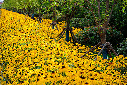 黄色花丛