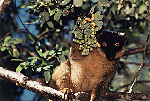 马达加斯加,特写,褐色,狐猴,褐色的狐猴,树上,大幅,尺寸