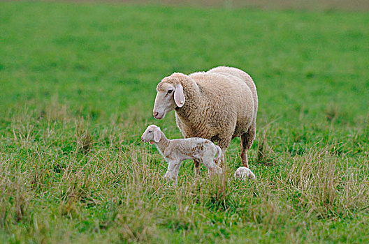羊,盘羊白羊座,母亲和小,羊羔在草甸,在秋天,巴伐利亚,德国