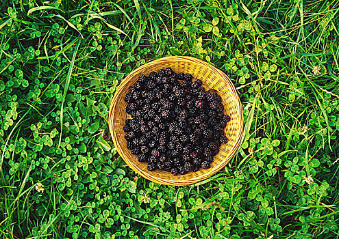 黑莓,篮子,三叶草,俯拍