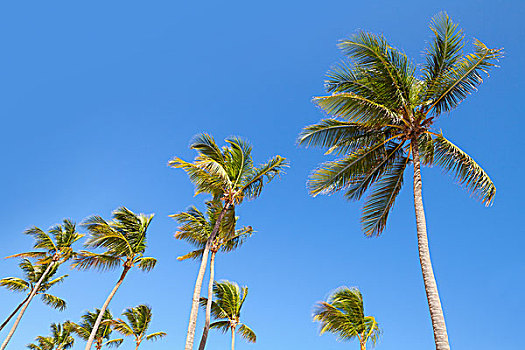 椰树,树,上方,清晰,蓝天背景