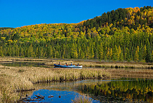 独木舟浆手,享受,秋天,划船,科斯河地区,阿尔冈金公园,安大略省