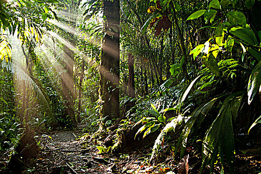 太阳光线,密集,丛林,哥斯达黎加,中美洲