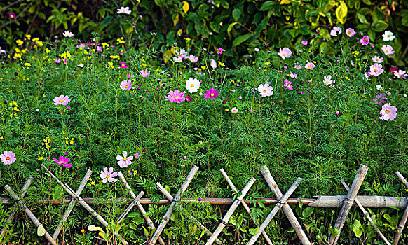 绿色,植物,彩色,花,后面,竹子,栅栏