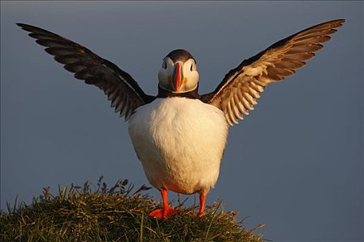 大西洋角嘴海雀,北极,西部,峡湾,冰岛