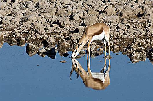 跳羚,水坑,埃托沙国家公园,纳米比亚,非洲