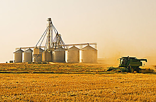 联合收割机,收获,谷物,设施,背景,靠近,曼尼托巴,加拿大