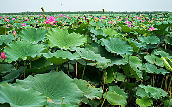 衡水湖荷花