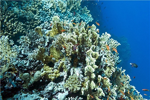 珊瑚礁,珊瑚,仰视,热带,海洋,水下生物