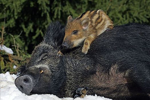 小野猪,小猪,睡觉,母猪