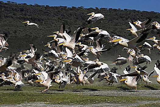 白鹈鹕,生物群,飞行,起飞,纳库鲁,公园,肯尼亚