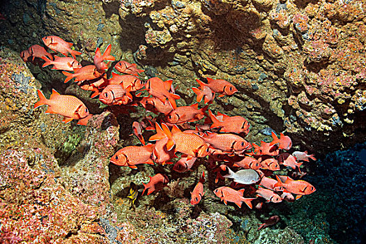 鱼群,鳂,珊瑚礁,柱子,岛屿,哥斯达黎加,北美