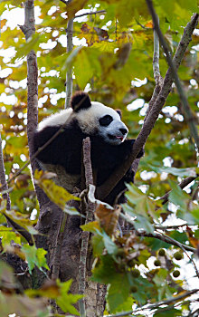 爬在树上的大熊猫