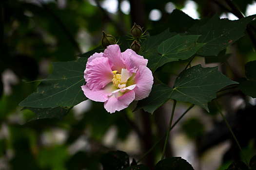 木芙蓉,木莲,芙蓉花