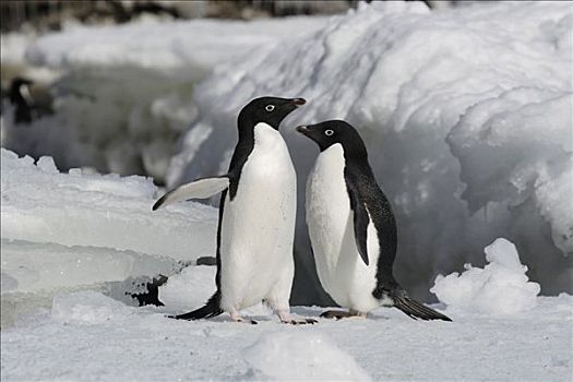 阿德利企鹅,一对,冰,南极半岛,南极