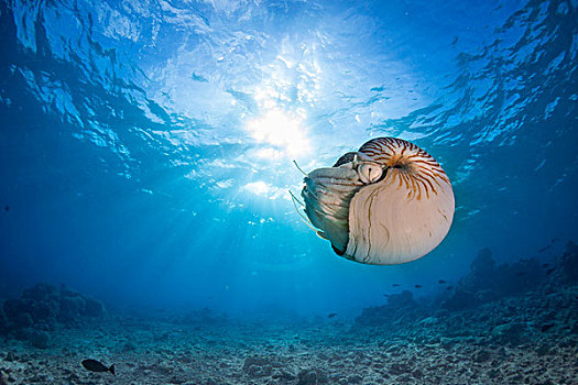 鹦鹉螺,帕劳,大洋洲