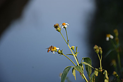 蜜蜂采蜜