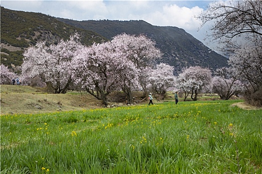 野桃花观赏圣地索松村