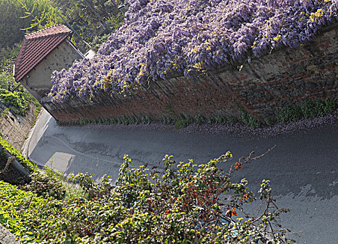 小巷,悬挂,紫藤,新,叶子,意大利,都灵