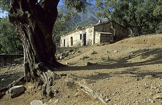 老,房子,橄榄树,树林,萨莫色雷斯岛,岛屿,希腊