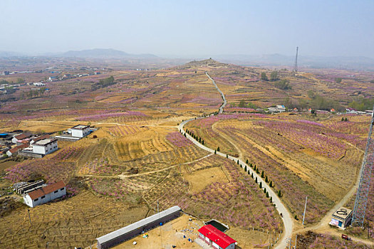 山东蒙阴乡村桃花