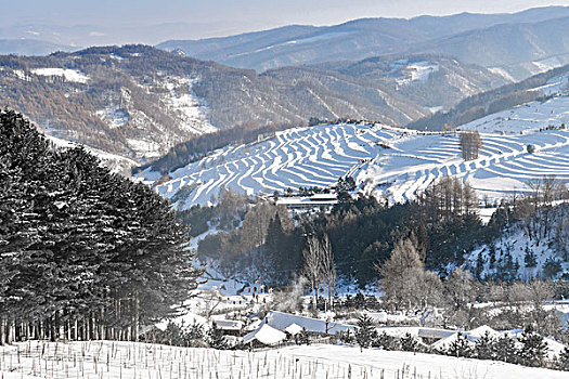 雪地,树林,村庄,雪村