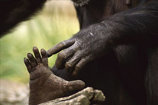 黑猩猩,类人猿,接触,脚,冈贝河国家公园,坦桑尼亚