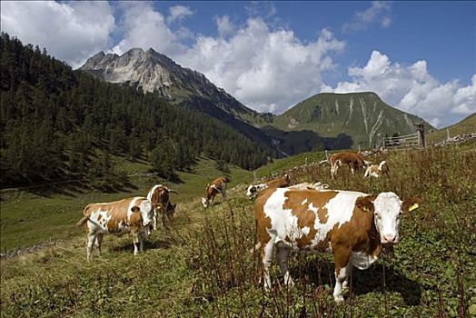 母牛,放牧,高山牧场,山,山峦,提洛尔,奥地利,欧洲