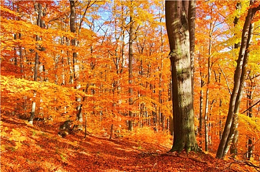 秋季,山毛榉,树林,秋天