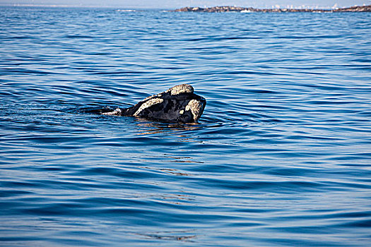南露脊鲸,头部,成年,出现,海洋,靠近,南非