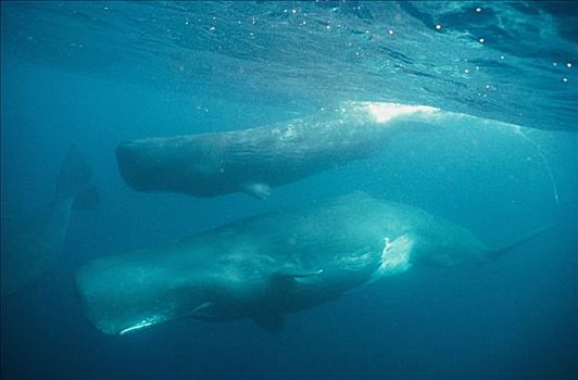 抹香鲸,雌性,深,外滨,水,加拉帕戈斯群岛,厄瓜多尔