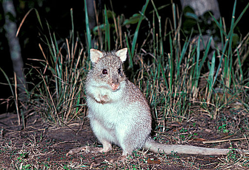 红褐色的,袋鼠,坐,澳大利亚